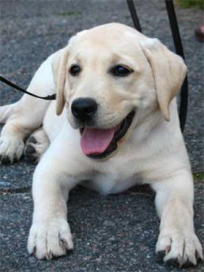 Dieta y alimentación para perros obesos
