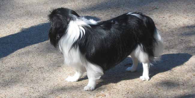 Enfermedades de perros obesos