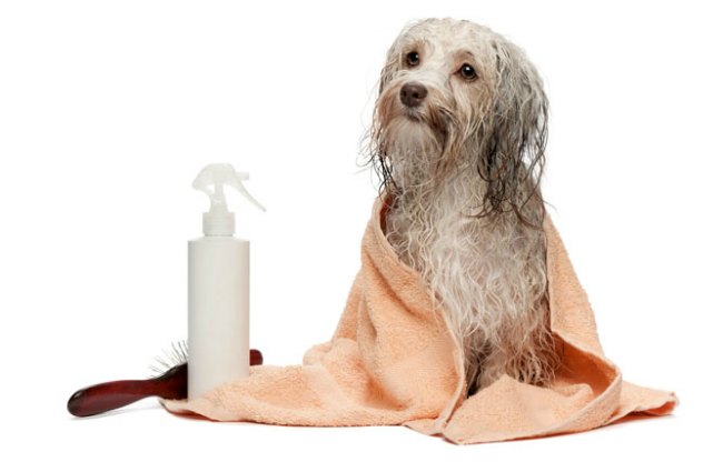 higiene del perro