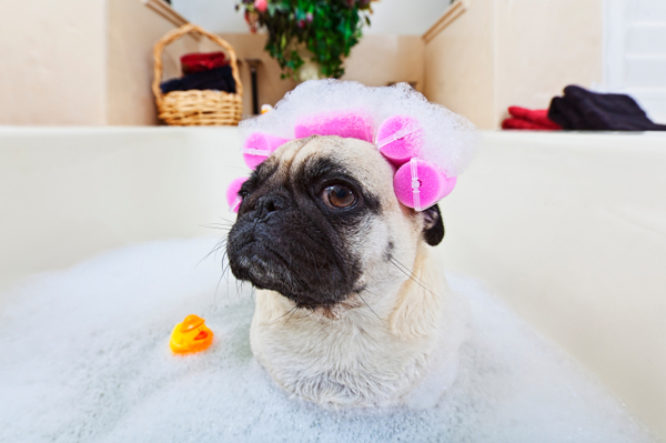 trucos a la hora de bañar a tu perro