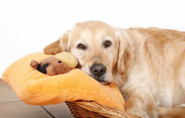 caracteristicas de camas para perros