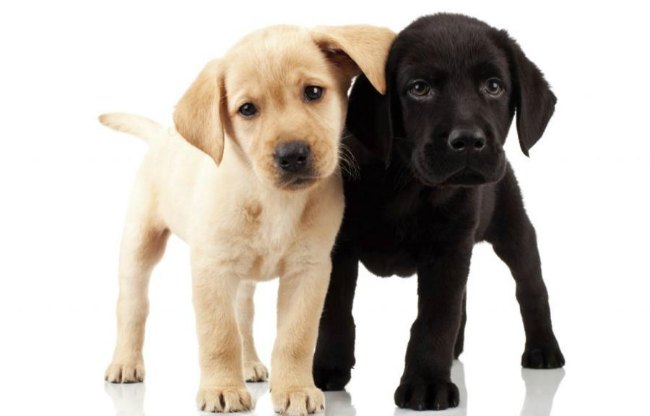 la importancia del pedigree en los perros