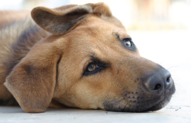 moquillo en perros sintomas y tratamiento