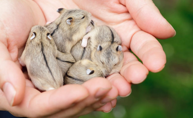 Cuidados para los hamster recien nacidos