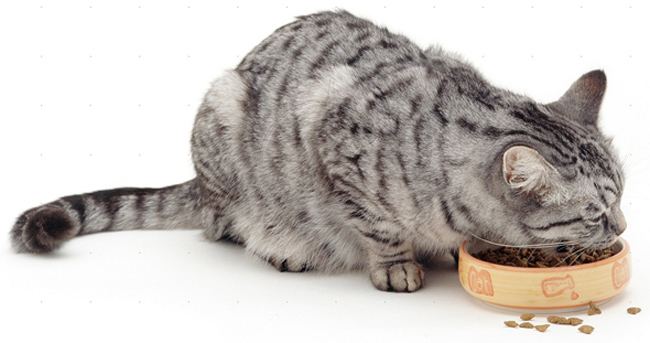 comida para gatos comida para gatos