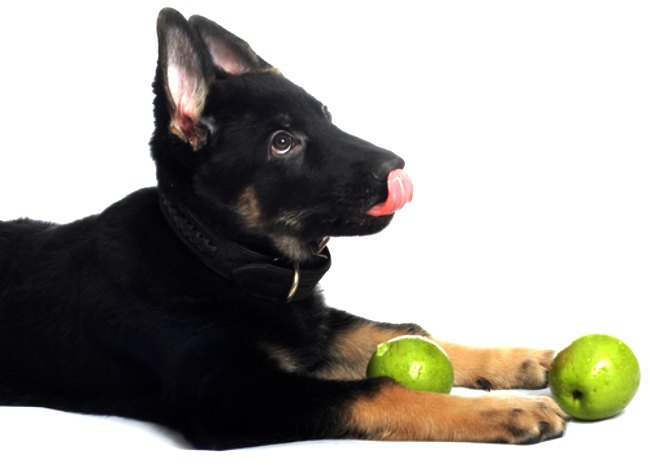 Frutas para perros
