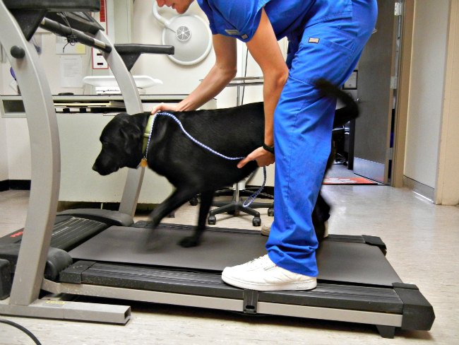 fisioterapia canina