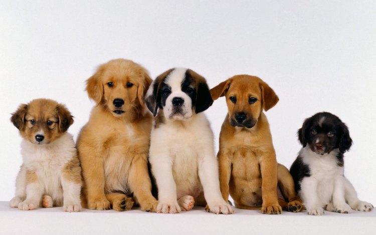 Adopcion de cachorros - Como elegir un perro