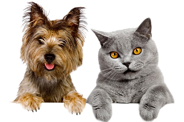 cuidados de las mascotas