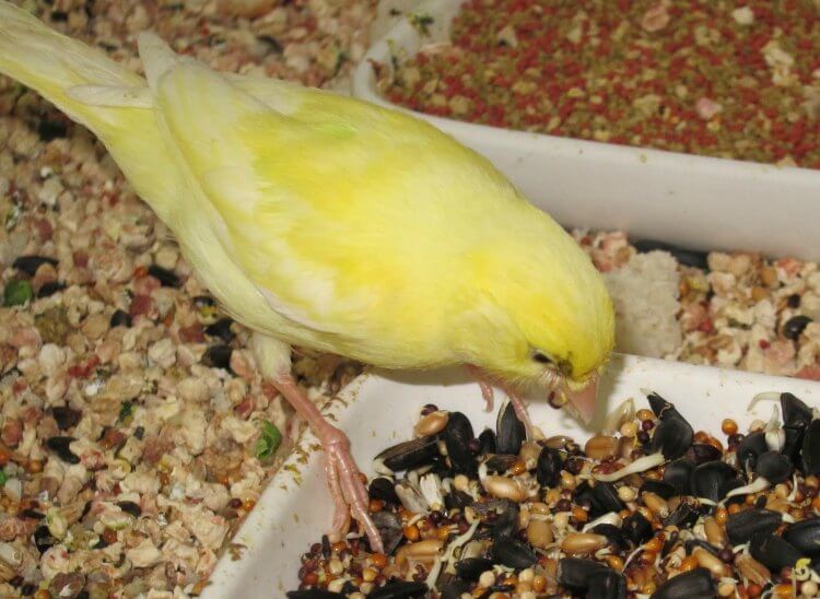 Alimentacion para canarios
