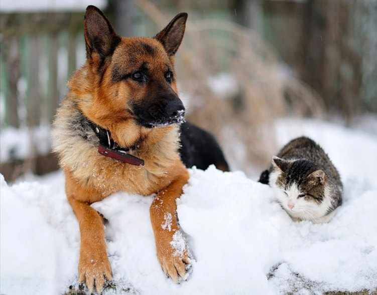 Cuidado de las mascotas en invierno Cuidado de las mascotas en invierno
