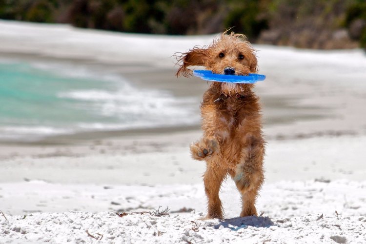 playas que admiten perros en España