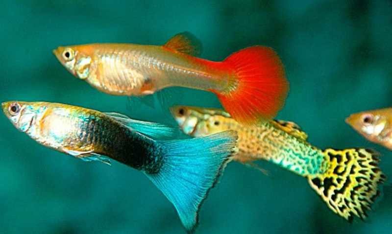 peces guppys peces guppys