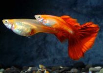peces guppys