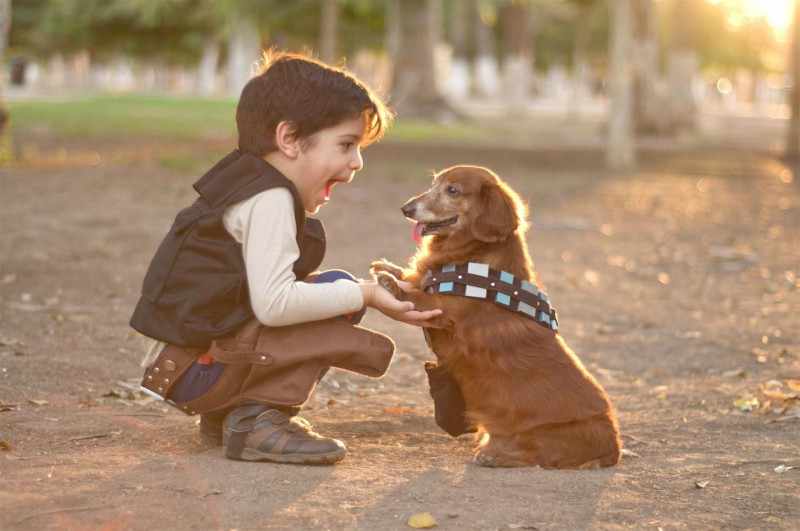 Perros y Gatos #NoSonUnJuguete - Fundación Affinity Perros y Gatos #NoSonUnJuguete - Fundación Affinity
