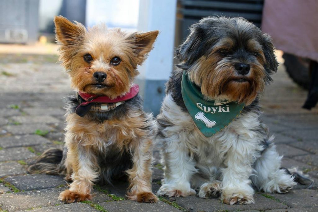 Razas de perros pequeños y cariñosos