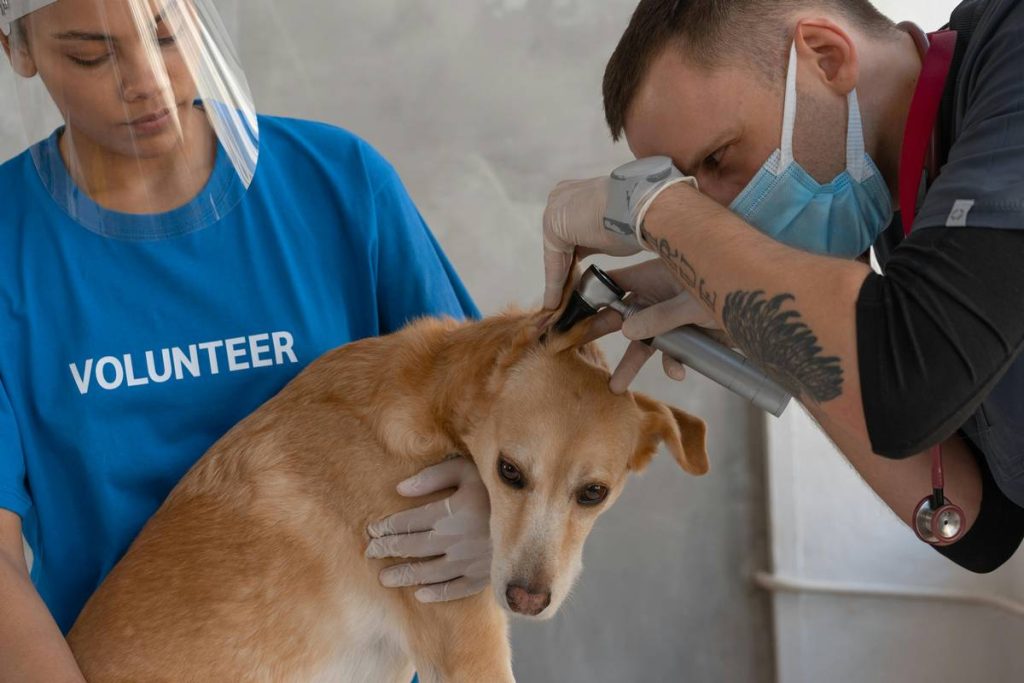 Como eliminar pulgas y garrapatas en perros