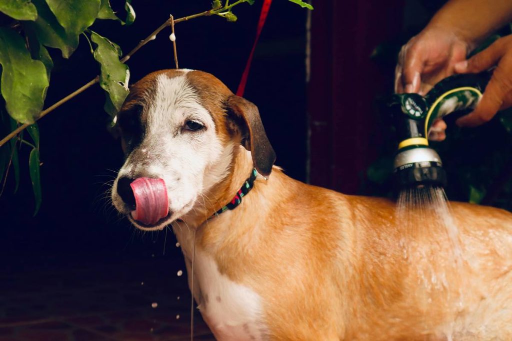 Remedio casero para pulgas y garrapatas en perros